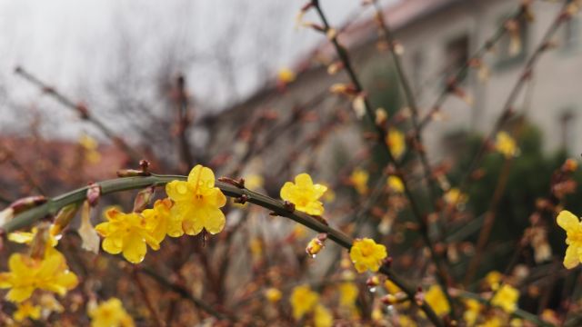 Dank vieler Kleingärten finden sich bereits erste Frühlingsboten am Landgraben.