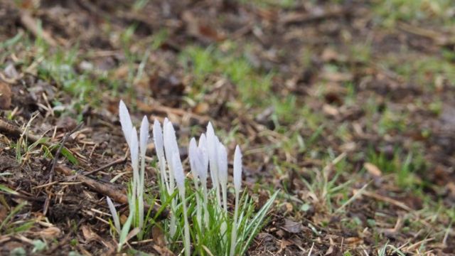 Am Wegesrand: ein paar Frühlingsboten.